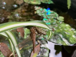 Dragonfly nymph in pond