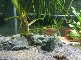 Ch4Rlies New 2.5 Feet Tank Journal