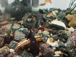White spot on the head of betta