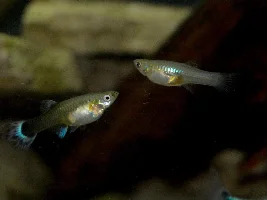 Does anyone have guppies?