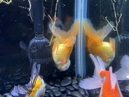 Struggling goldfish, one losing scales