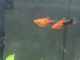 Platy Pairs