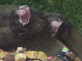 Catfish has skin lesions and the skin is peeling off. Very worried.