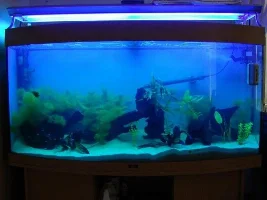 Backtotropical's Main Tank