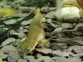 Strange lump help