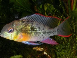 bolivean ram