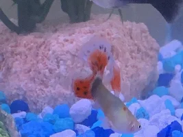 PLEASE HELP WHITE STRINGY INCONSISTENT GUPPY POOP
