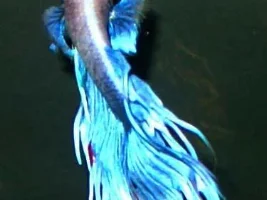 Aquascape plan for 10g betta tank