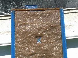 Oatmeal Algae?