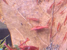 What kind of shrimp is this?