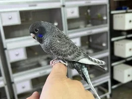 The first black face budgie...