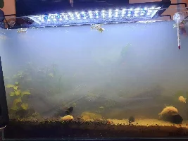 Please help! Cloudy water