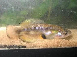 Breeding Xenotoca Variata "jeweled Goodeid"