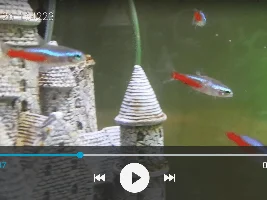 Neon tetra white patch