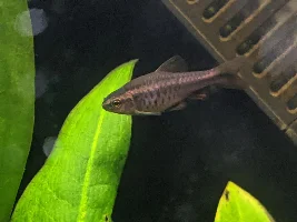 I purchased an injured Cherry Barb