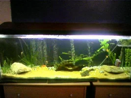 ~~ Tank Diary ~~