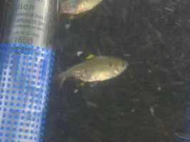 Id This Fish