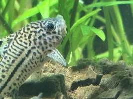 False julii cory missing whiskers - looks very bad