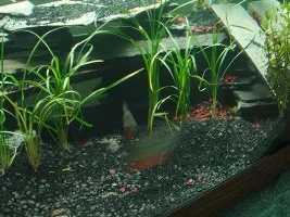 New 75g for my Piranh_Planted