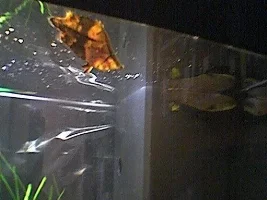 Recent tank pics