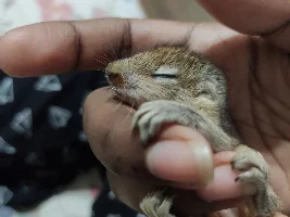 Indian plam baby squirrel blood near nose