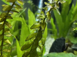 Tank issues crushing my enthusiasm - help needed
