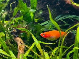 Aquatopia - 6x2x2 Low-Med Light, High Tech Nature Aquarium