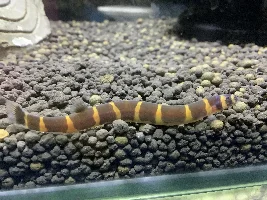 How to breed kuhli loaches?
