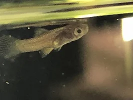 Maybe a deformity in one of my newborn fry
