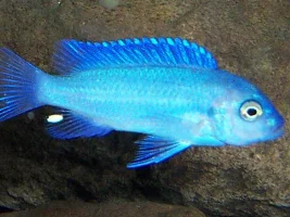 Put ur fish that were ever nominated for