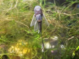Pleco Appreciation Thread