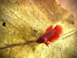 Bird or bloke - 7 week old betta