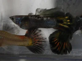 Roundtail guppy strain