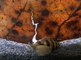 What are these