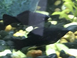 Are these male mollies?