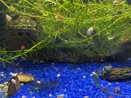 Shrimp compatibility