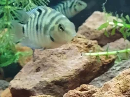 White spot on 2 Honduran red point babys