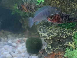 Help! I don’t know if my fish is sick