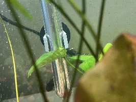 Advice for Treating Columnaris