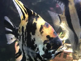 My angel has white spots?