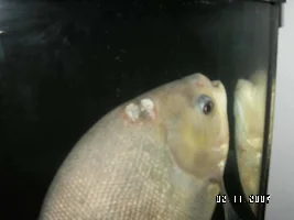 Help Pacu Really Sick