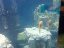 New member baby plecos
