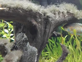 Should i do this to get rid of this algae