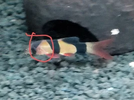 Skinny clown loach