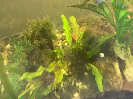 Argh! Fish nightmare