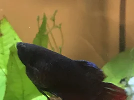 Dropsy?