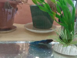 What is going on with my Betta?