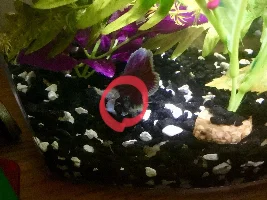 What is this grey spot on my dumbo betta??