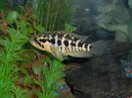 what is this fish???