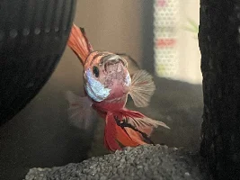 Struggling Betta